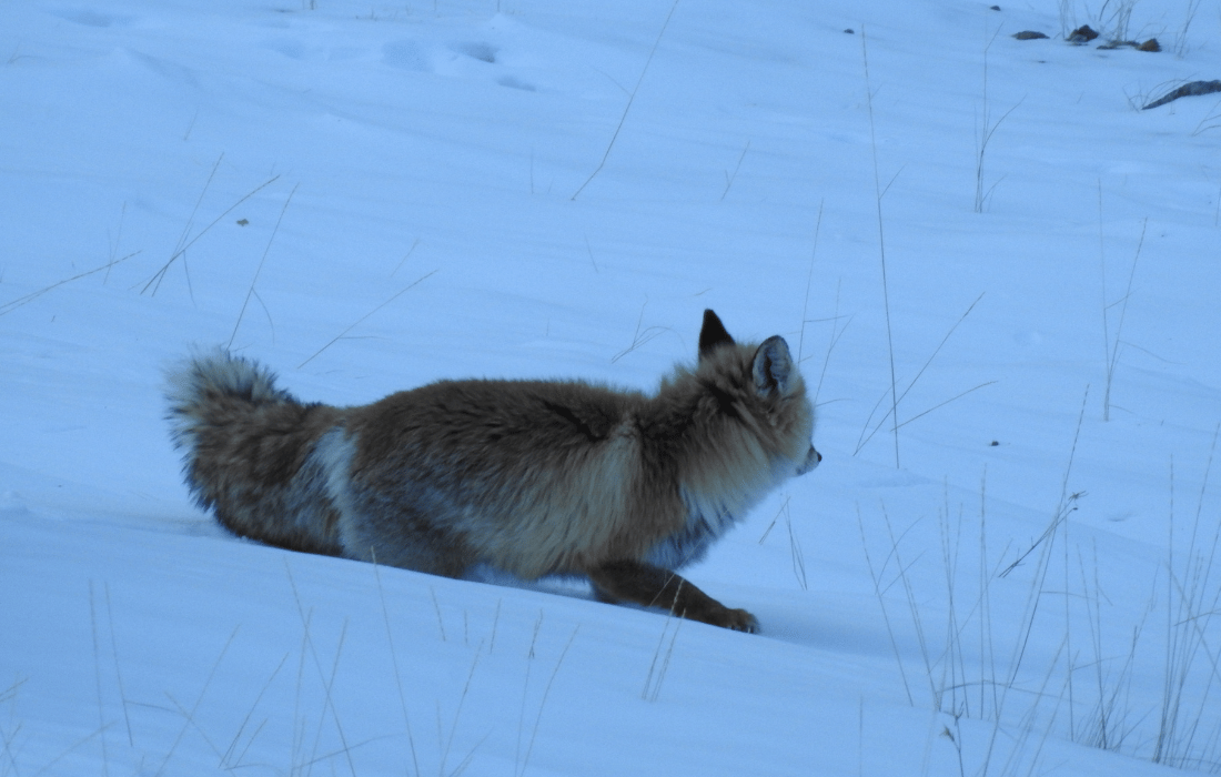 Image 75